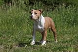 AMSTAFF  PUPPIES 192